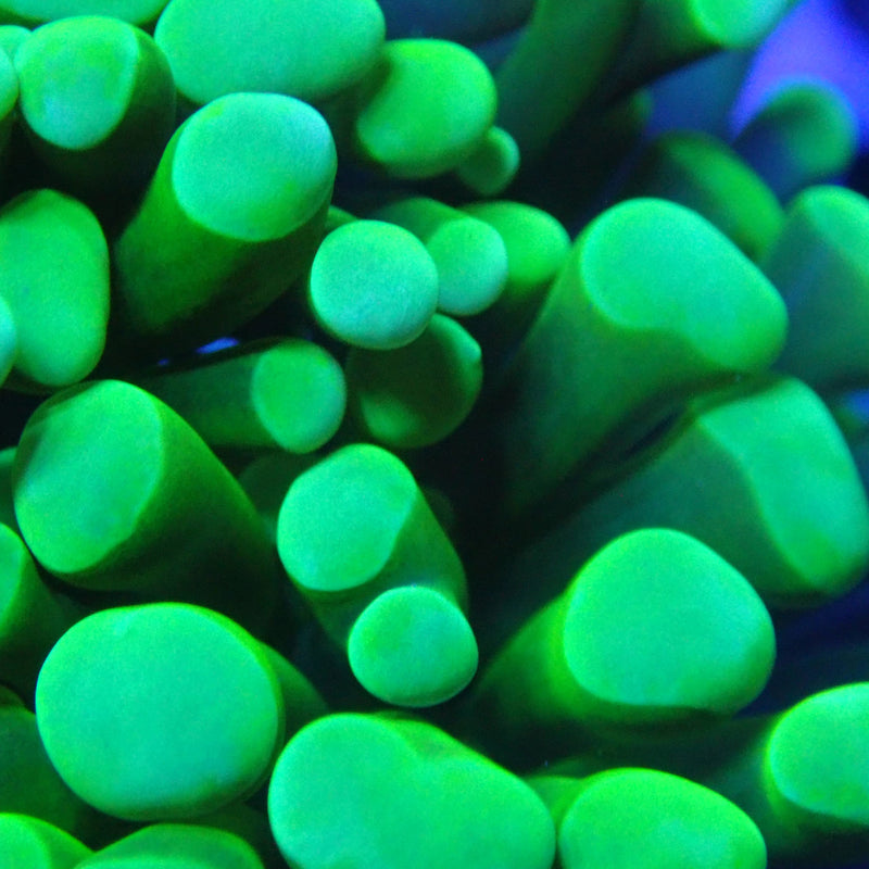 WYSIWYG Coral KRK-12 Double Head Green Hammer Frag