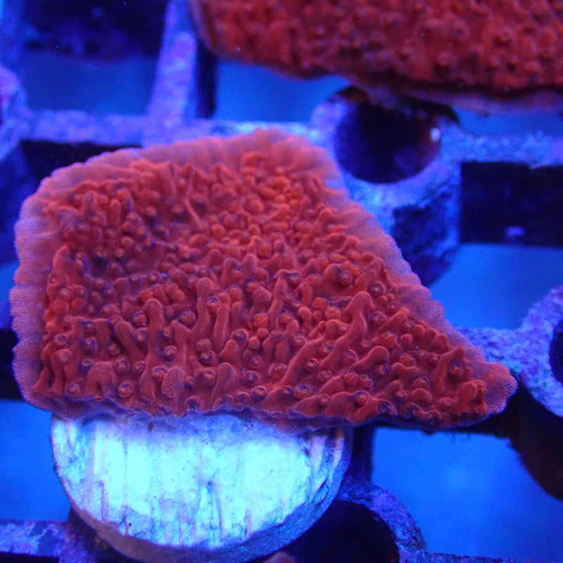 WYSIWYG Coral KRK-51 Red Plating Montipora Frag