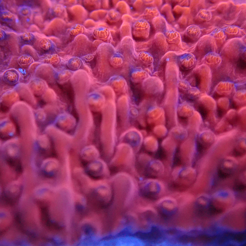 WYSIWYG Coral KRK-51 Red Plating Montipora Frag