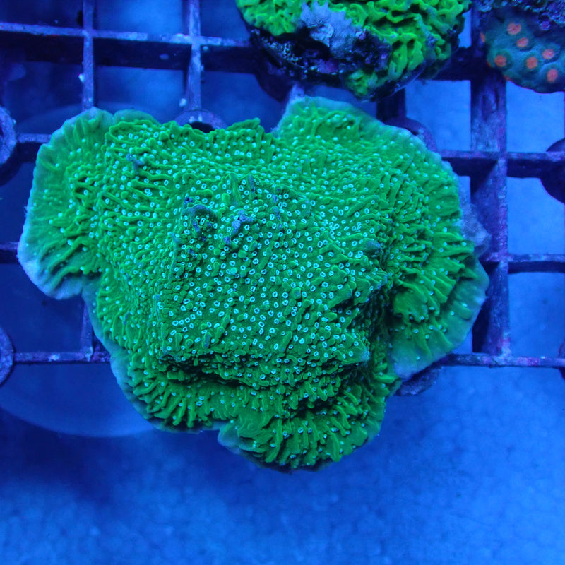 WYSIWYG Coral KRK-52 Green Plating Montipora Frag