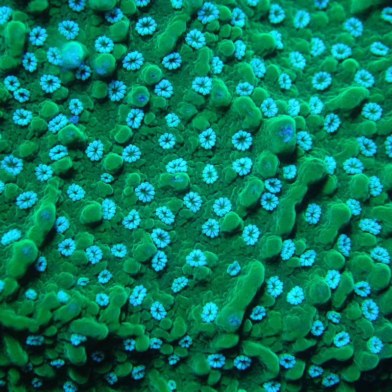 WYSIWYG Coral KRK-52 Green Plating Montipora Frag