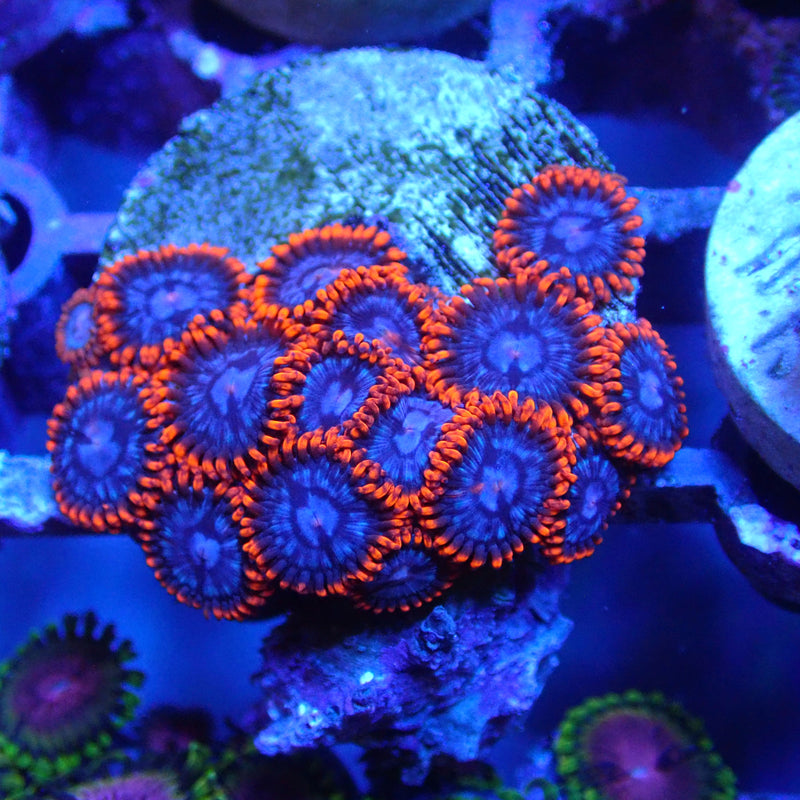 WYSIWYG Coral KRK-97 Spiderman Zoa Frag
