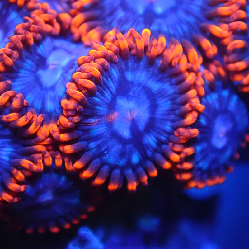 WYSIWYG Coral KRK-97 Spiderman Zoa Frag