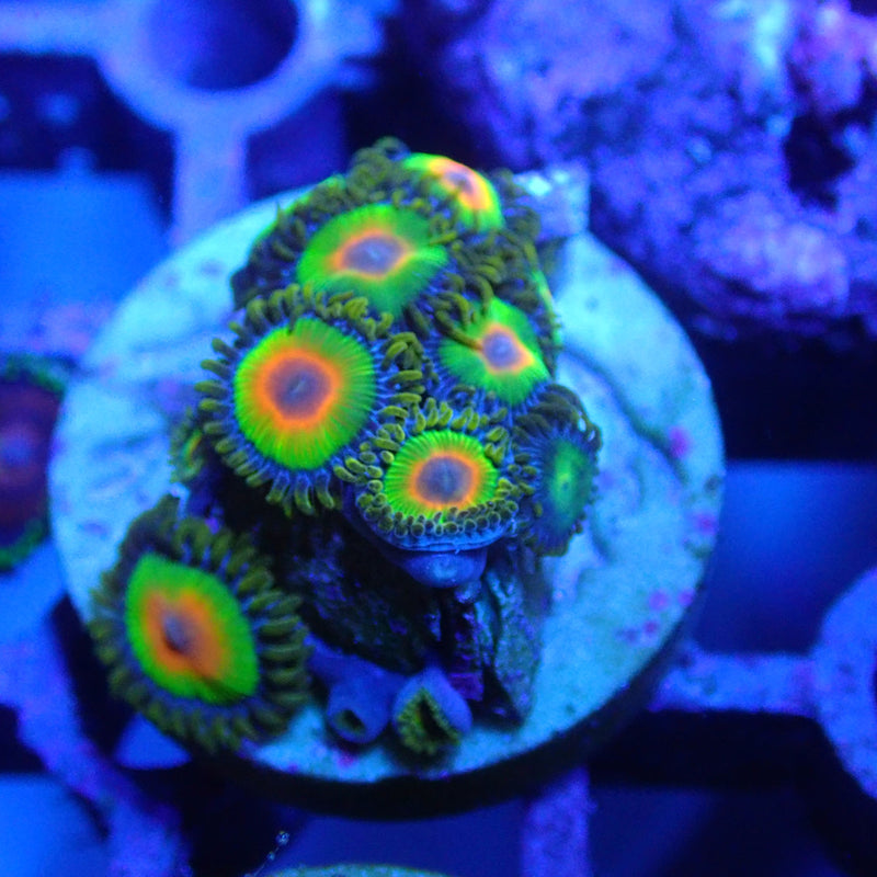 WYSIWYG Coral KRK-98 Rasta Zoa Frag