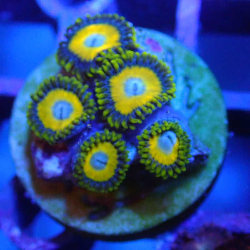 WYSIWYG Coral KRK-99 Scrambled Eggs Zoa Frag
