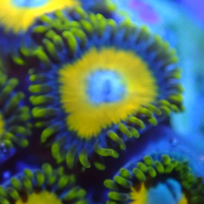 WYSIWYG Coral KRK-99 Scrambled Eggs Zoa Frag