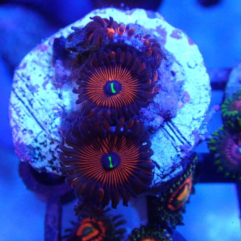 WYSIWYG Coral KRK-100 Zoa Frag