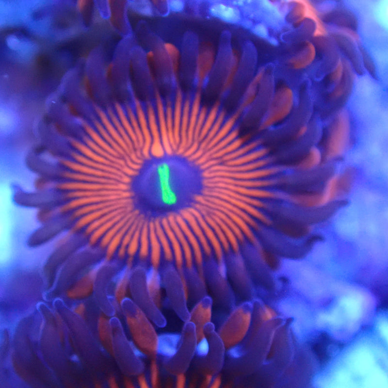 WYSIWYG Coral KRK-100 Zoa Frag