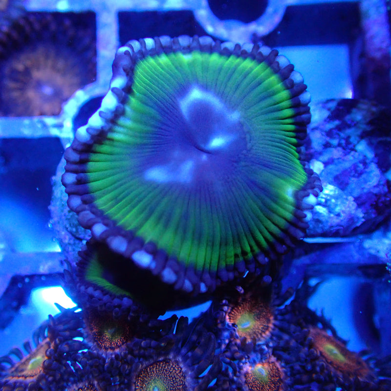 WYSIWYG Coral KRK-101 Paly Grandis Frag