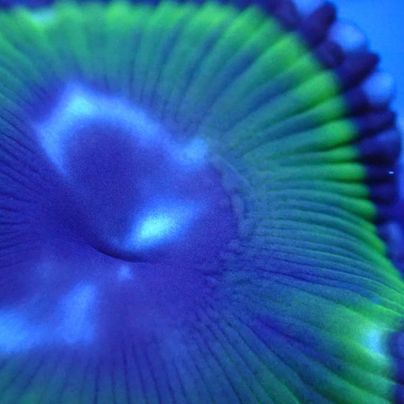 WYSIWYG Coral KRK-101 Paly Grandis Frag