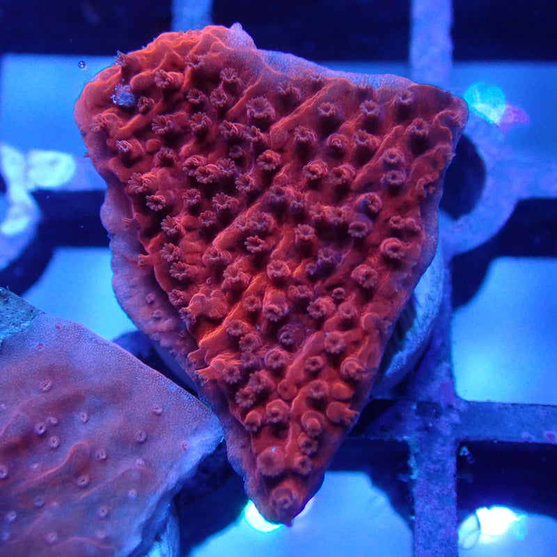 WYSIWYG Coral KRK-53 Red Plating Montipora Frag