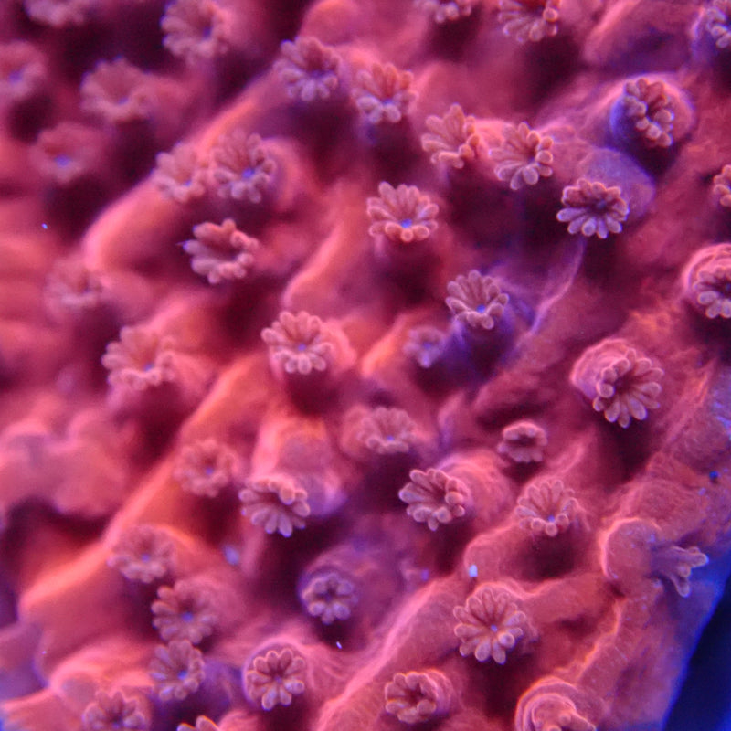 WYSIWYG Coral KRK-53 Red Plating Montipora Frag
