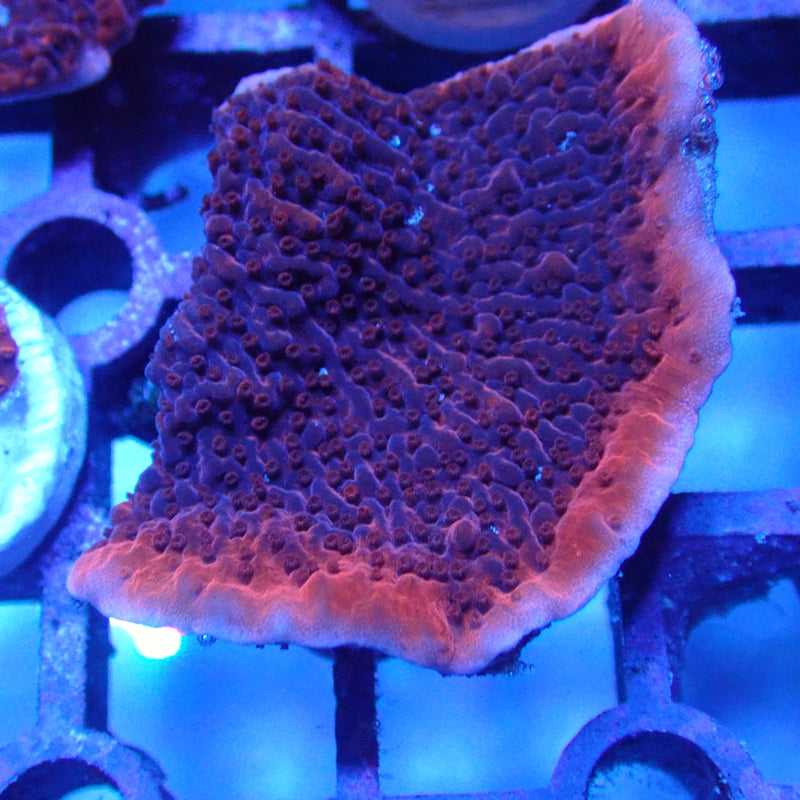 WYSIWYG Coral KRK-54 plating Montipora Frag