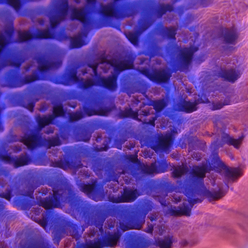 WYSIWYG Coral KRK-54 plating Montipora Frag