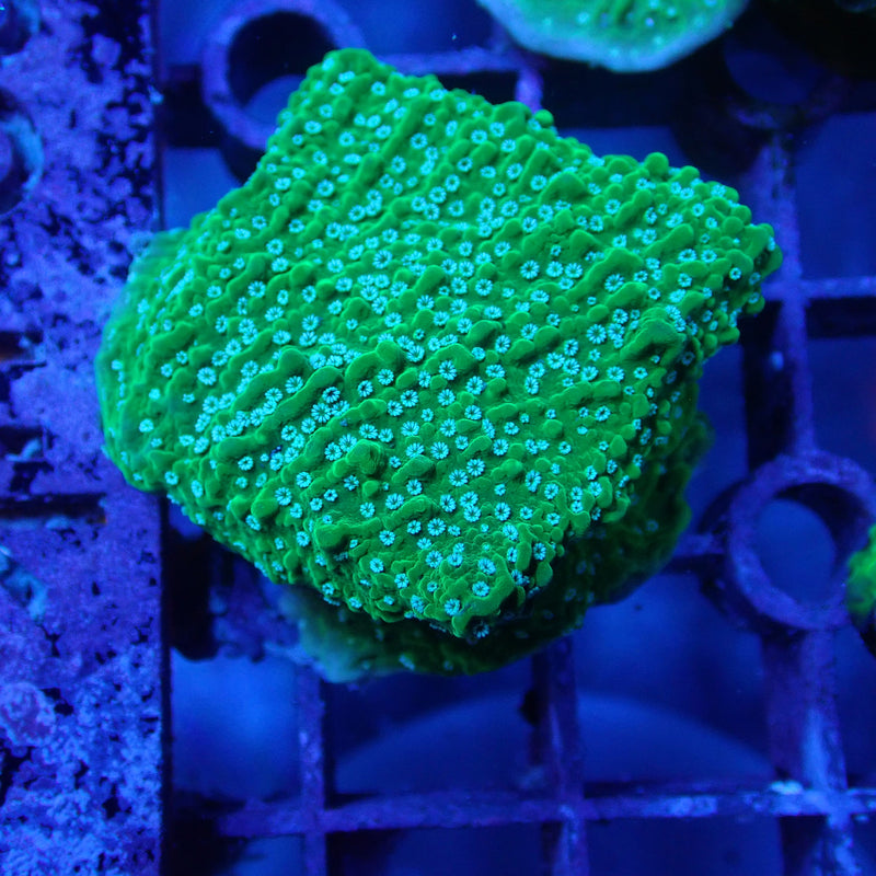 WYSIWYG Coral KRK-55 Green Plating Montipora