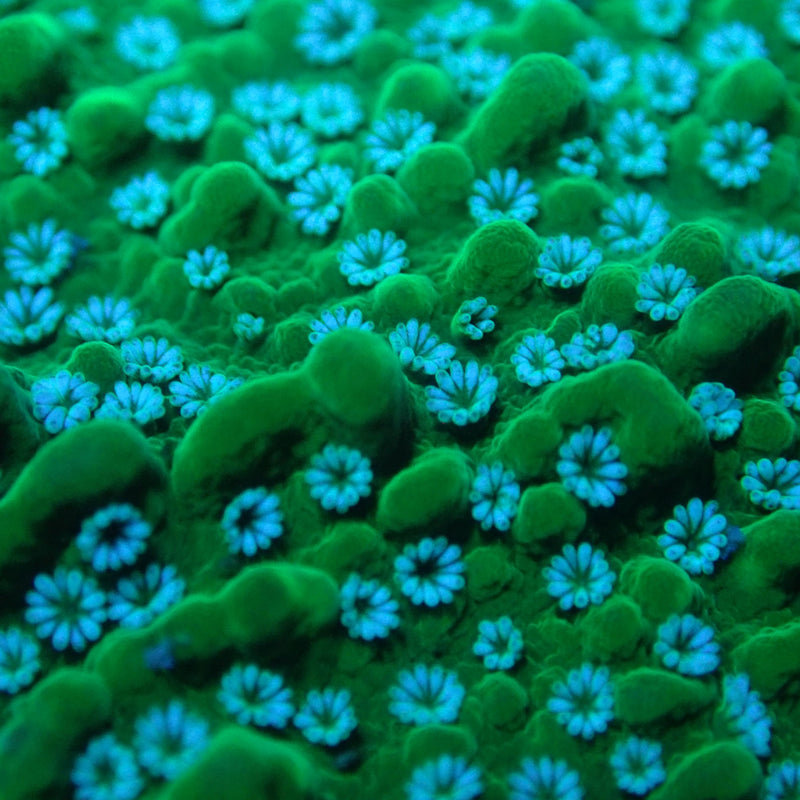 WYSIWYG Coral KRK-55 Green Plating Montipora