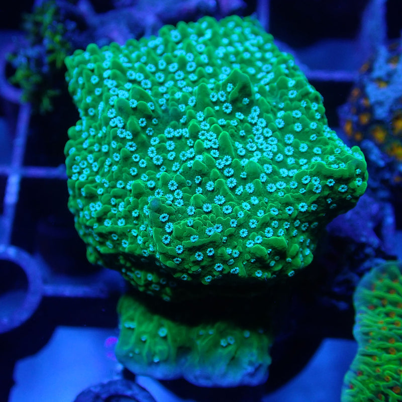WYSIWYG Coral KRK-56 Green Plating Montipora