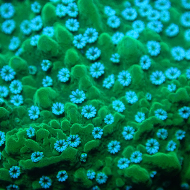 WYSIWYG Coral KRK-56 Green Plating Montipora