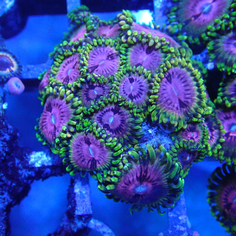 WYSIWYG Coral KRK-102 Fake Lime Chilli Zoa Frag