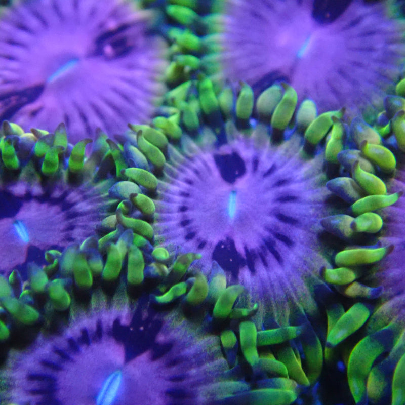 WYSIWYG Coral KRK-102 Fake Lime Chilli Zoa Frag