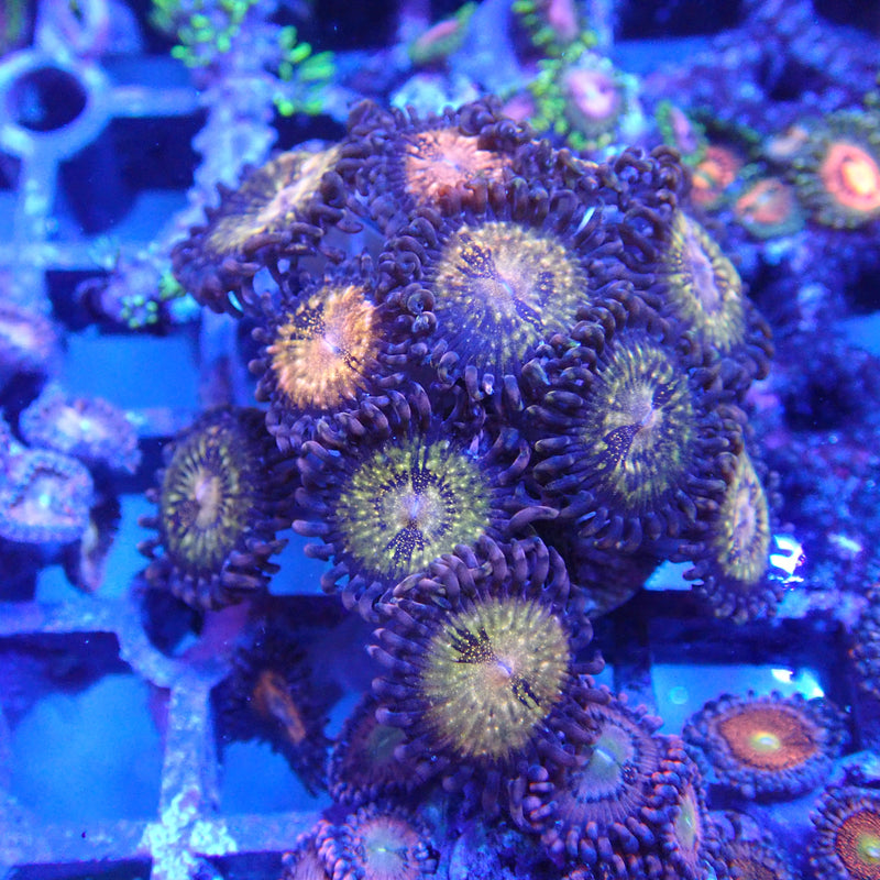 WYSIWYG Coral KRK-103 Zoa Frag