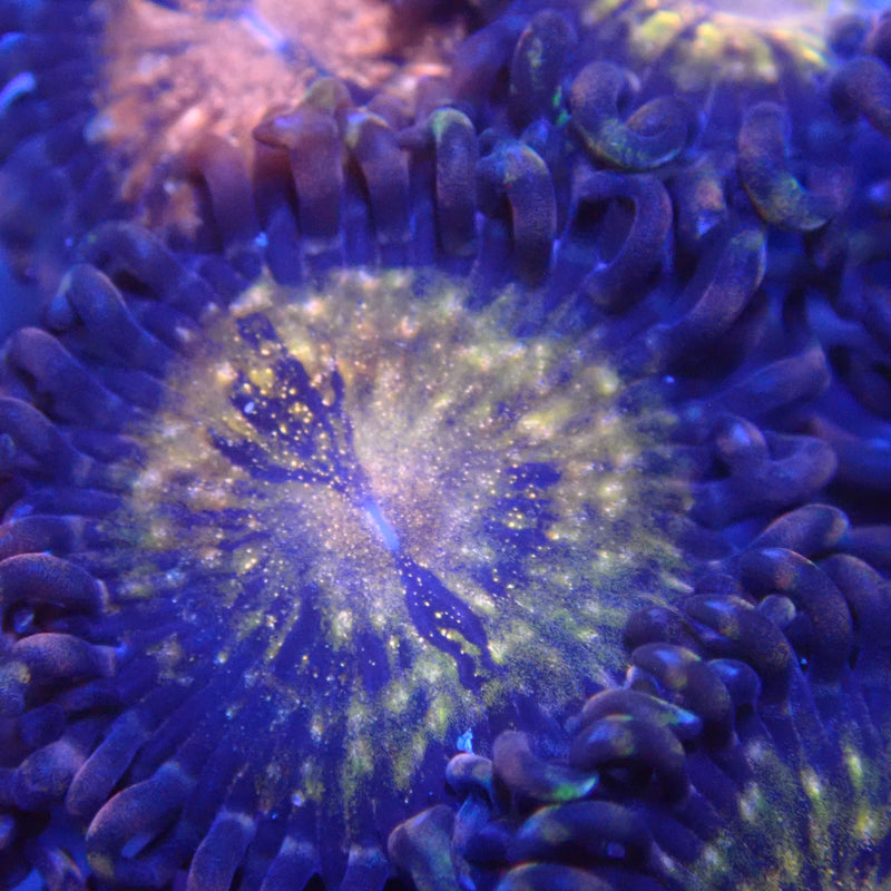 WYSIWYG Coral KRK-103 Zoa Frag