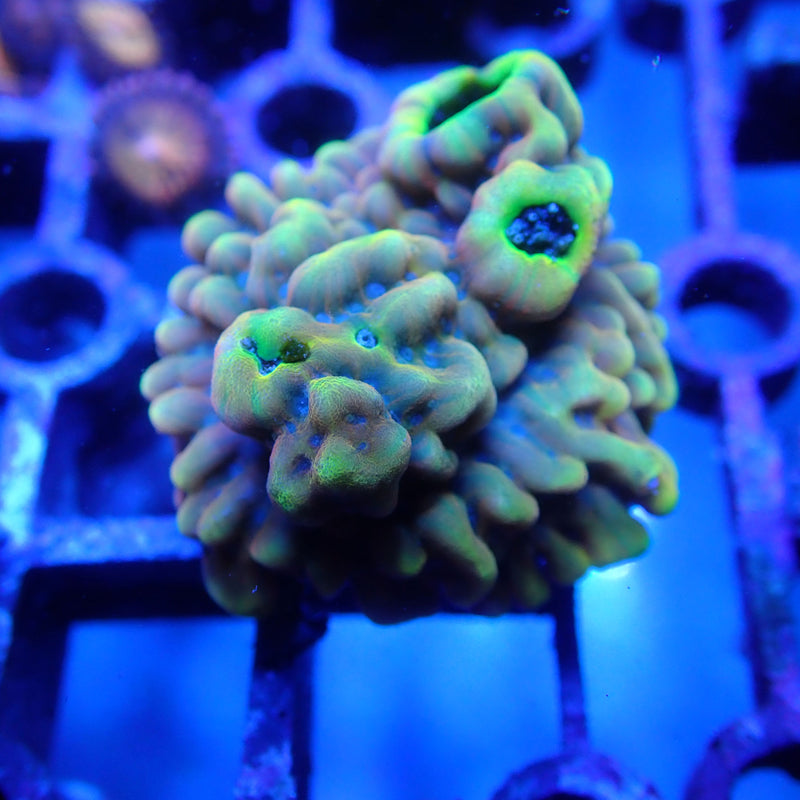 WYSIWYG Coral KRK-57 Montipora Frag