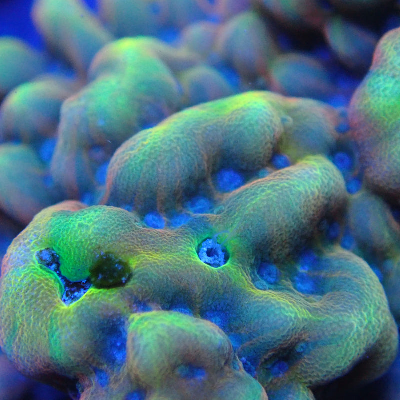 WYSIWYG Coral KRK-57 Montipora Frag
