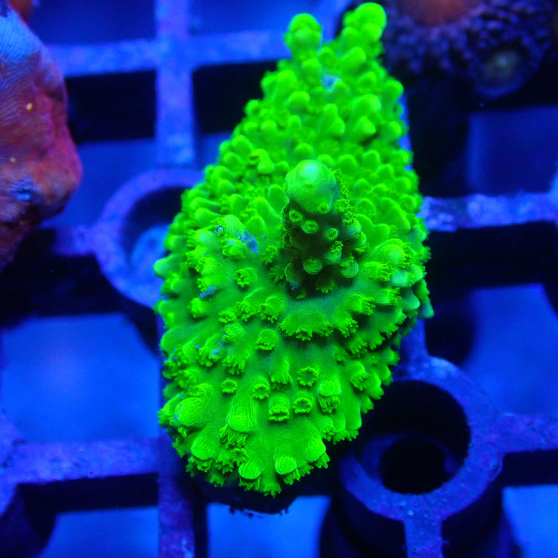 WYSIWYG Coral KRK-58 Montipora Frag