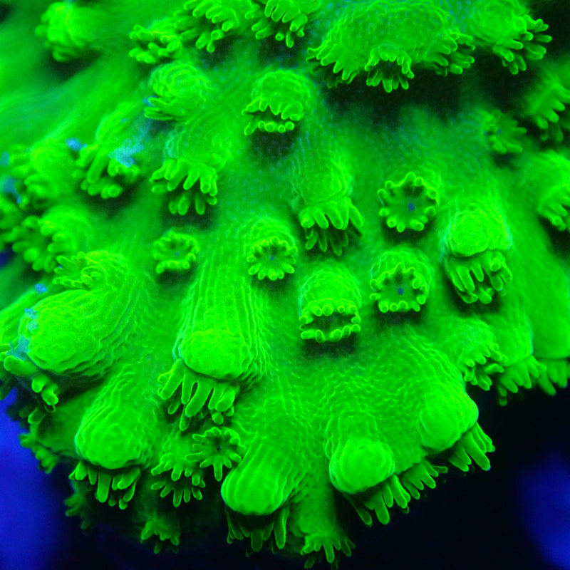 WYSIWYG Coral KRK-58 Montipora Frag