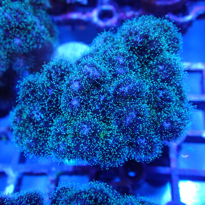 WYSIWYG Coral KRK-59 Pocillopora Frag