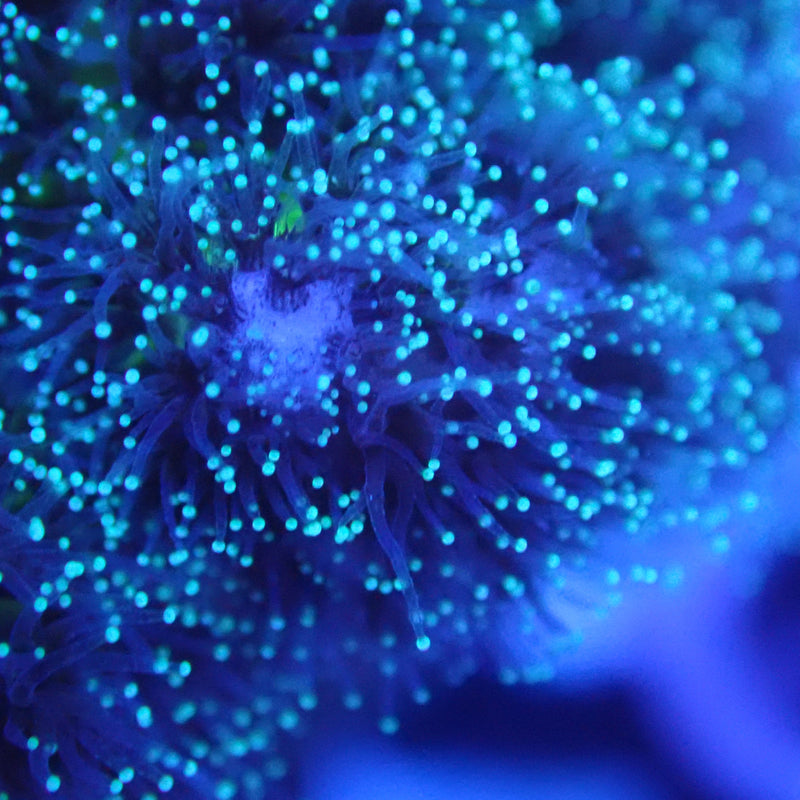 WYSIWYG Coral KRK-59 Pocillopora Frag