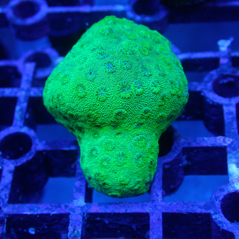 WYSIWYG Coral KRK-15 Green Cyphastrea Frag +(fully encrusted)