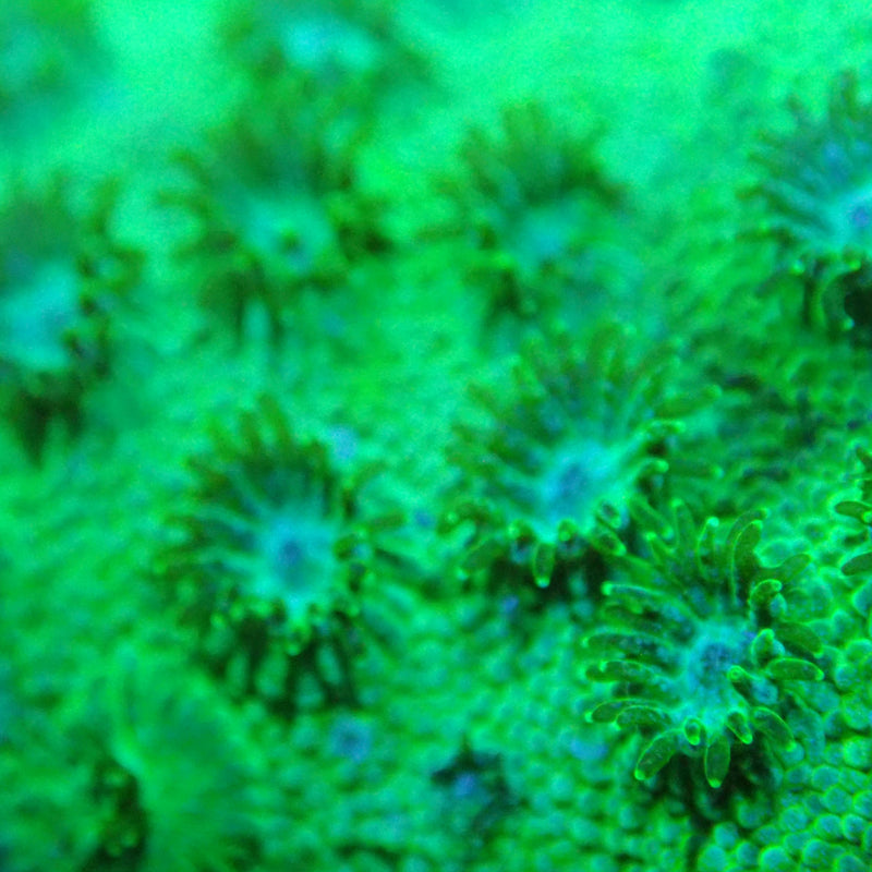 WYSIWYG Coral KRK-15 Green Cyphastrea Frag +(fully encrusted)