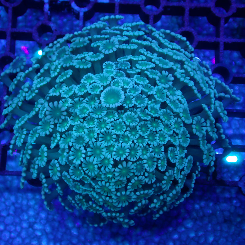 WYSIWYG Coral KRK-16 Green Alveopora