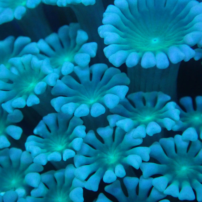WYSIWYG Coral KRK-16 Green Alveopora