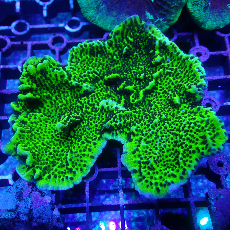 WYSIWYG Coral KRK-60 Monitpora Confusa Colony