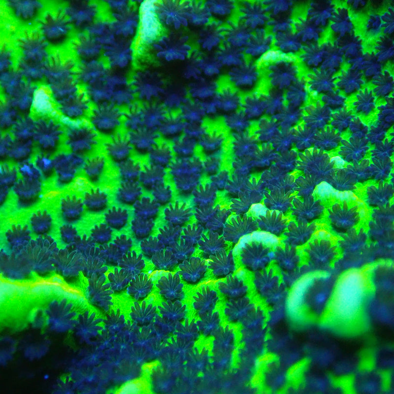 WYSIWYG Coral KRK-60 Monitpora Confusa Colony