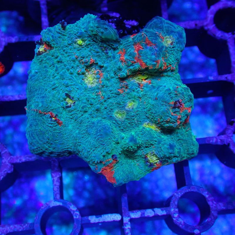 WYSIWYG Coral KRK-18 Jelly Bean Chalice