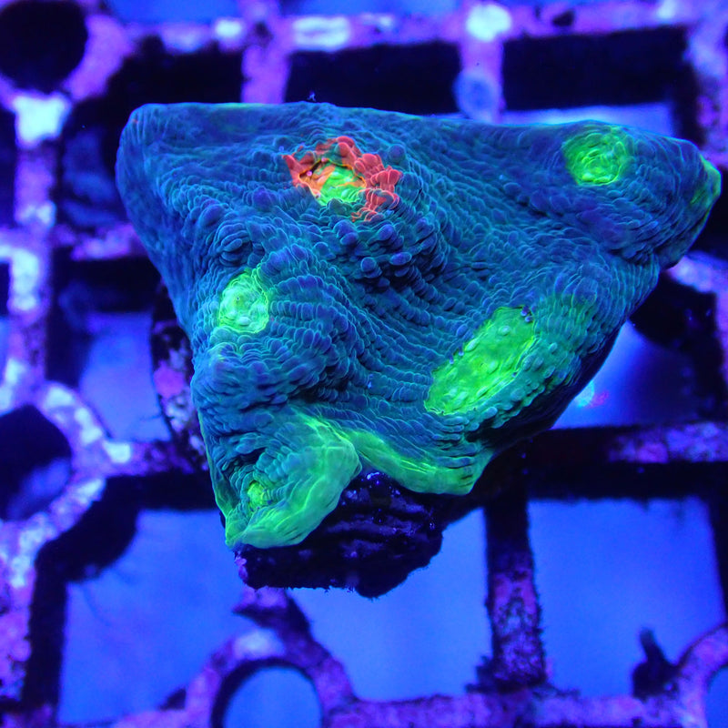 WYSIWYG Coral KRK-21 Jelly Bean Chalice