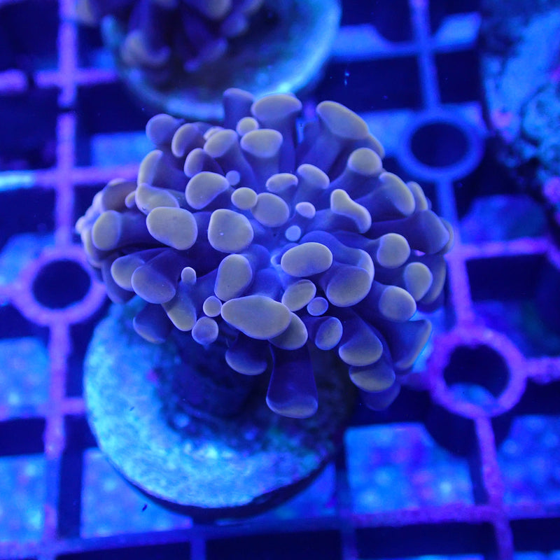 WYSIWYG Coral KRK-23 Rose Gold Hammer Frag