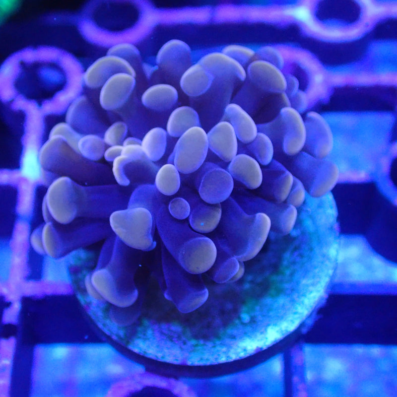 WYSIWYG Coral KRK-24 Rose Gold Hammer Frag
