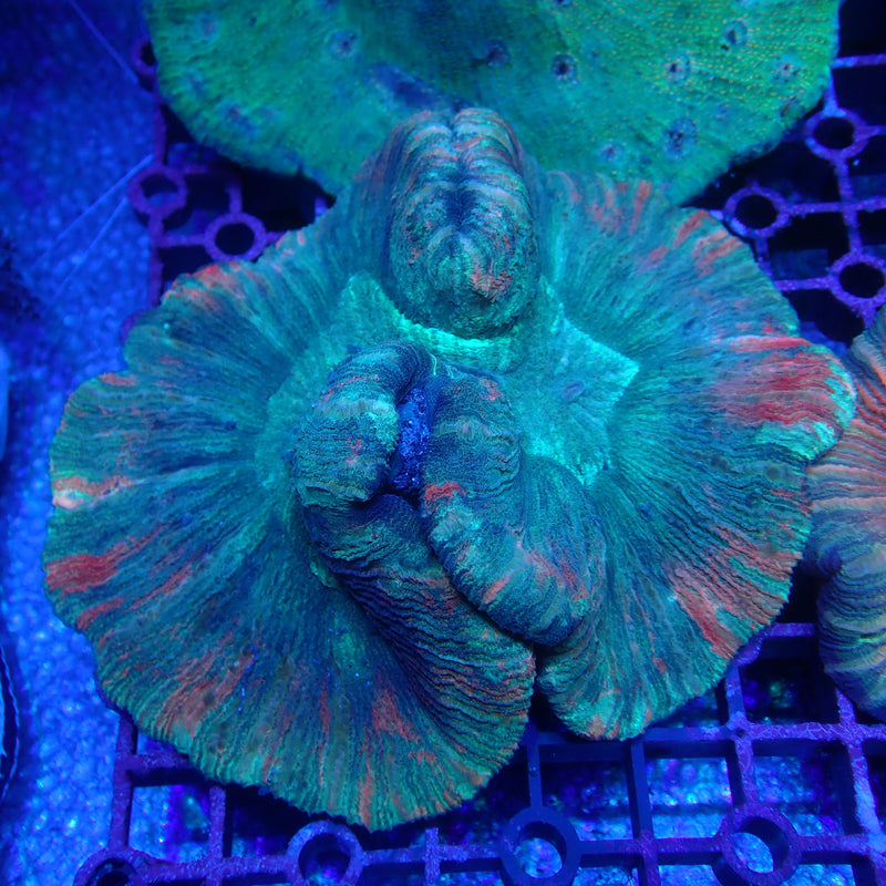WYSIWYG Coral KRK-25 Ultra Trachy