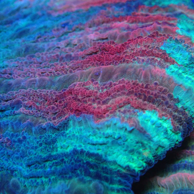 WYSIWYG Coral KRK-25 Ultra Trachy