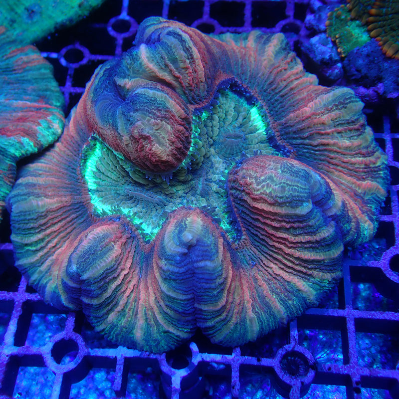 WYSIWYG Coral KRK-26 Ultra Trachy