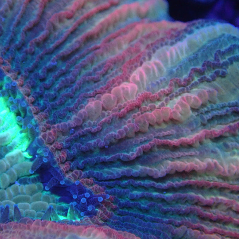 WYSIWYG Coral KRK-26 Ultra Trachy