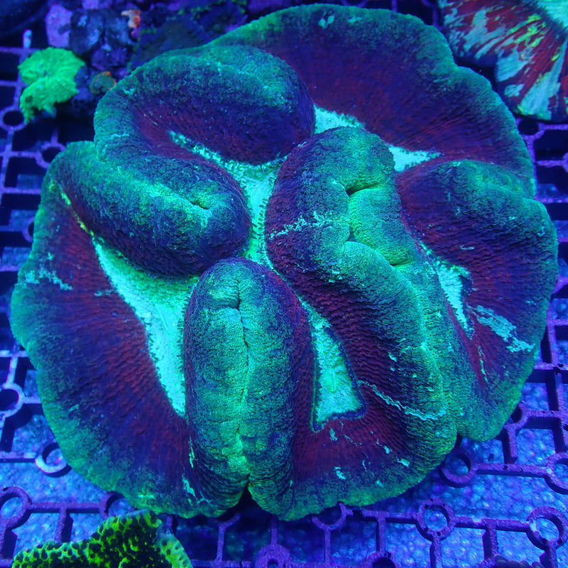 WYSIWYG Coral KRK-27 XL Ultra Trachy