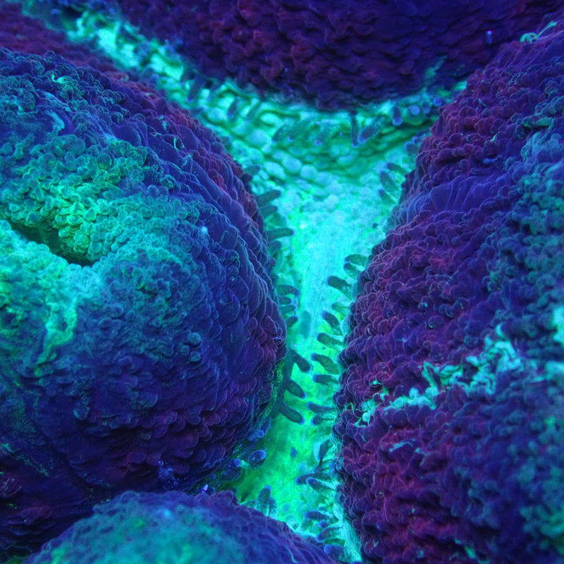WYSIWYG Coral KRK-27 XL Ultra Trachy