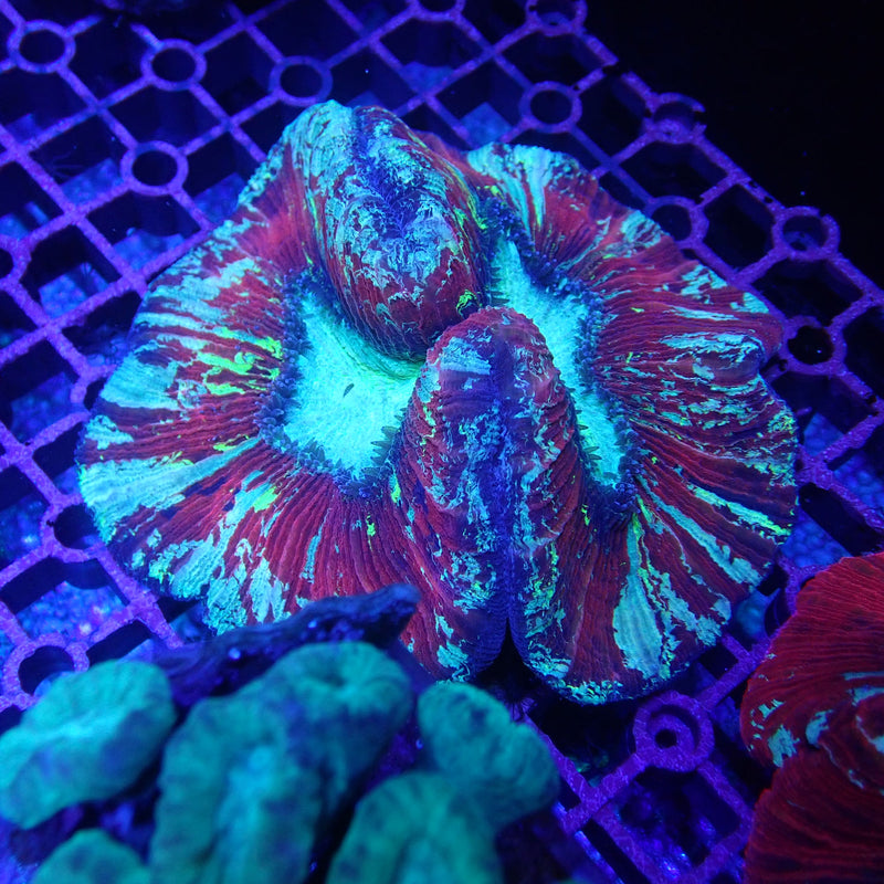 WYSIWYG Coral KRK-28 Ultra Trachy
