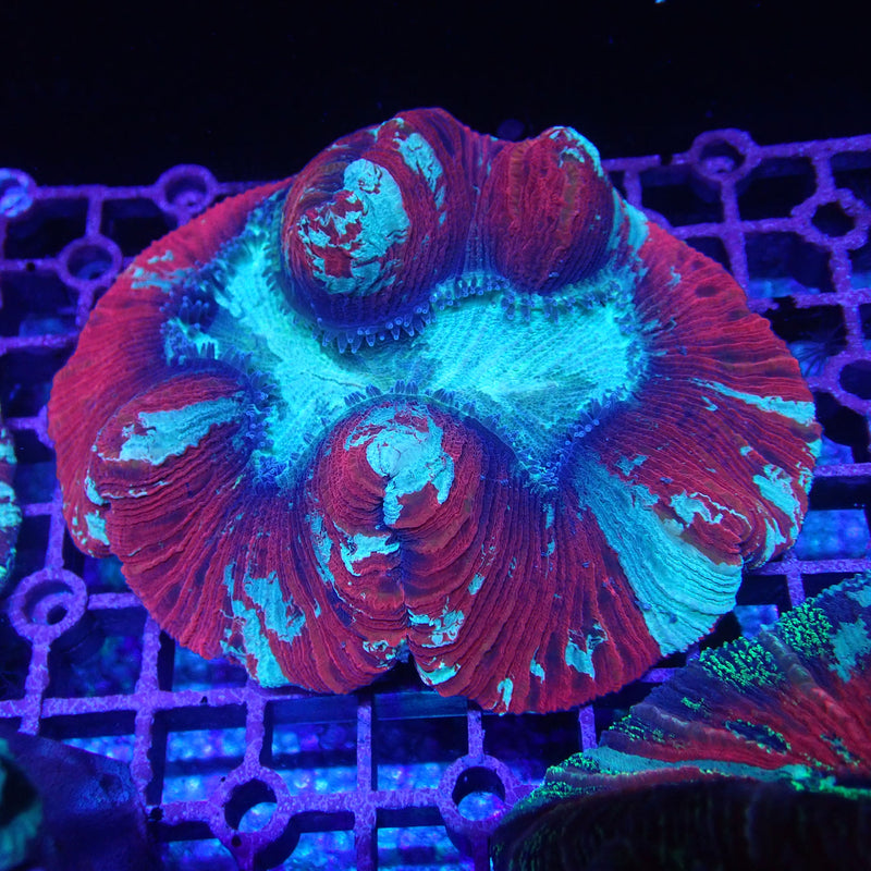 WYSIWYG Coral KRK-29 Ultra Trachy
